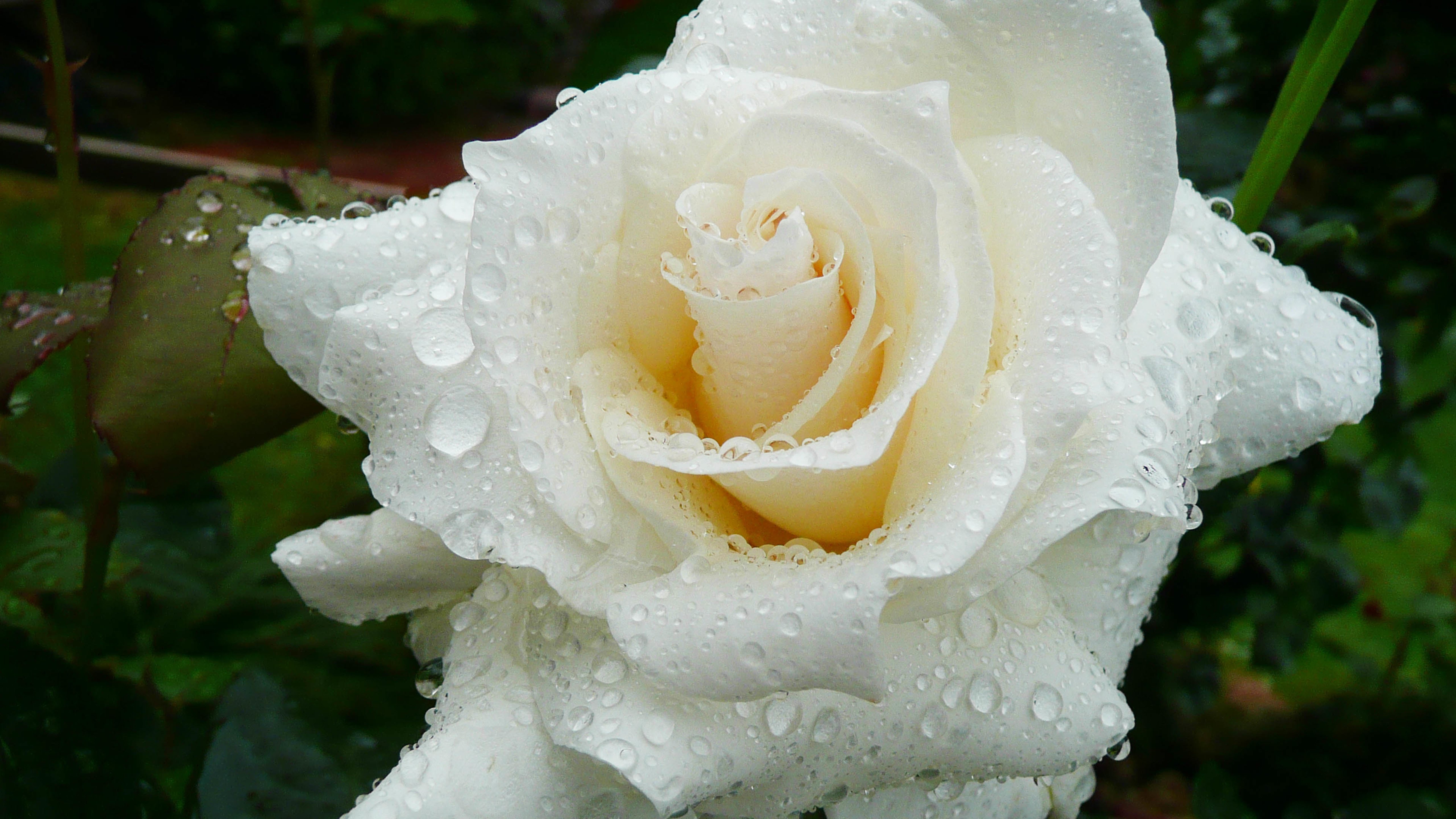 办公装修公司：白色玫瑰的花语及其涵义